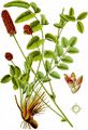 Great Burnet - Sanguisorba officinalis L.