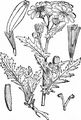  - Senecio squalidus L.