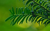 Yew - Taxus baccata L.