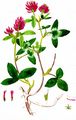 Mittlerer Klee - Trifolium medium L.