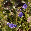 Halbstrauch-Ehrenpreis - Veronica fruticulosa L.