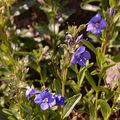 Shrubby Speedwell - Veronica fruticulosa L.