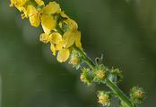 Kleiner Odermennig - Agrimonia eupatoria L.
