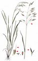 Field Brome - Bromus arvensis L.
