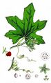 Schwarzfrüchtige Zaunrübe - Bryonia alba L.
