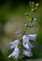 Pale Bellflower - Campanula bononiensis L.