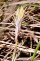 Erd-Segge - Carex humilis Leyss.