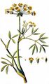 Meerfenchel - Crithmum maritimum L.