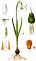 Snowdrop - Galanthus nivalis L.