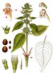 Dorn-Hohlzahn - Galeopsis tetrahit L. 