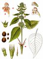 Dorn-Hohlzahn - Galeopsis tetrahit L. 