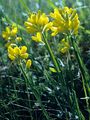 Gewöhnlicher Flügelginster - Genista sagittalis L.