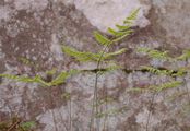 Ruprechtsfarn - Gymnocarpium robertianum (Hoffm.) Newman