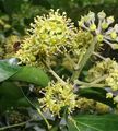 Ivy - Hedera helix L.