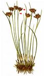 Gämsen-Binse - Juncus jacquinii L. 
