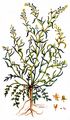 Schutt-Kresse - Lepidium ruderale L.