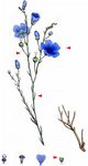 Ausdauernder Lein - Linum perenne L. 