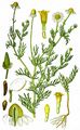 Echte Kamille - Matricaria chamomilla L.