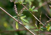 Hoher Steinklee - Melilotus altissimus Thuill.