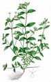 Dreinervige Nabelmiere - Moehringia trinervia (L.) Clairv.