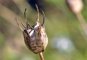 Black-Cumin - Nigella sativa L.