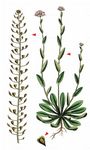 Gebirgs-Hellerkraut - Noccaea caerulescens (J. Presl & C. Presl) F. K. Mey. 