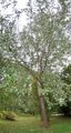 White Poplar - Populus alba L.