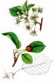 Dwarf Cherry - Prunus cerasus L.