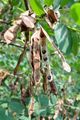 Gewöhnliche Robinie - Robinia pseudoacacia L.