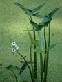 Gewöhnliches Pfeilkraut - Sagittaria sagittifolia L.