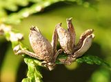Northern White-Cedar - Thuja occidentalis L.