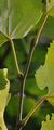 Silver Lime - Tilia tomentosa Moench