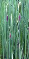 Dwarf Bulrush - Typha minima Hoppe