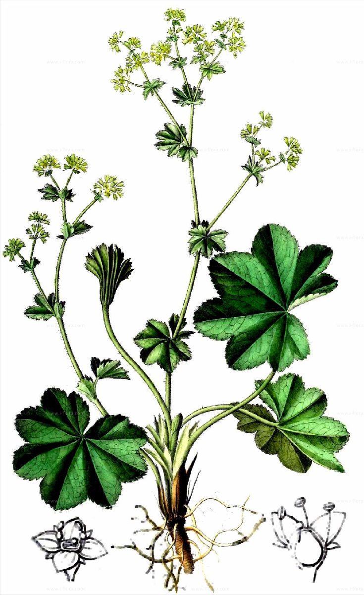 Arten   Gelbgrüner Frauenmantel Alchemilla xanthochlora Rothm.