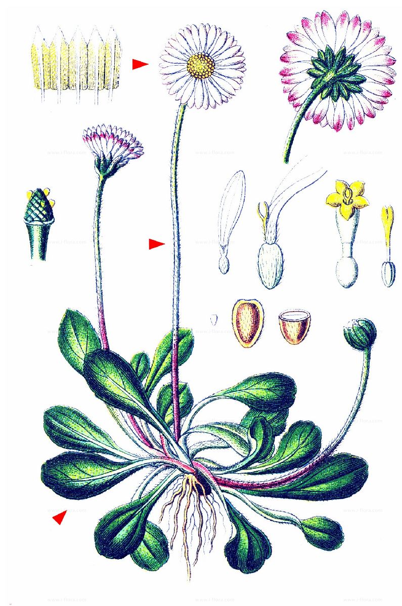 Gänseblümchen Bellis SPERLING´s Tausendschön Wiesengänseblümchen