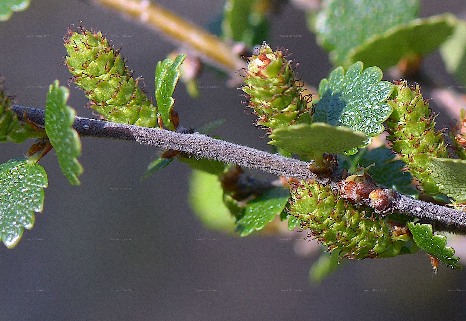 Phylogenetic tree - Zwerg-Birke (Betula 