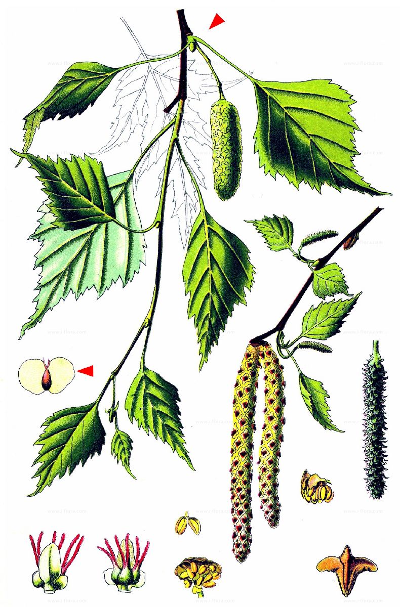 500 birkensamen Betula pendula alba weissbirke hängebirke weißbirk abedul semillas