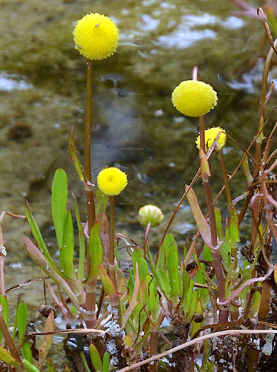 Brass Buttons (Cotula coronopifolia) - Plants for Ponds – Plants