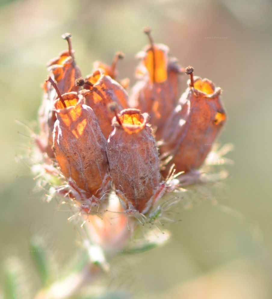 Stock photo of Mosiac of Cross leaved heath (Erica tetralix), Ling