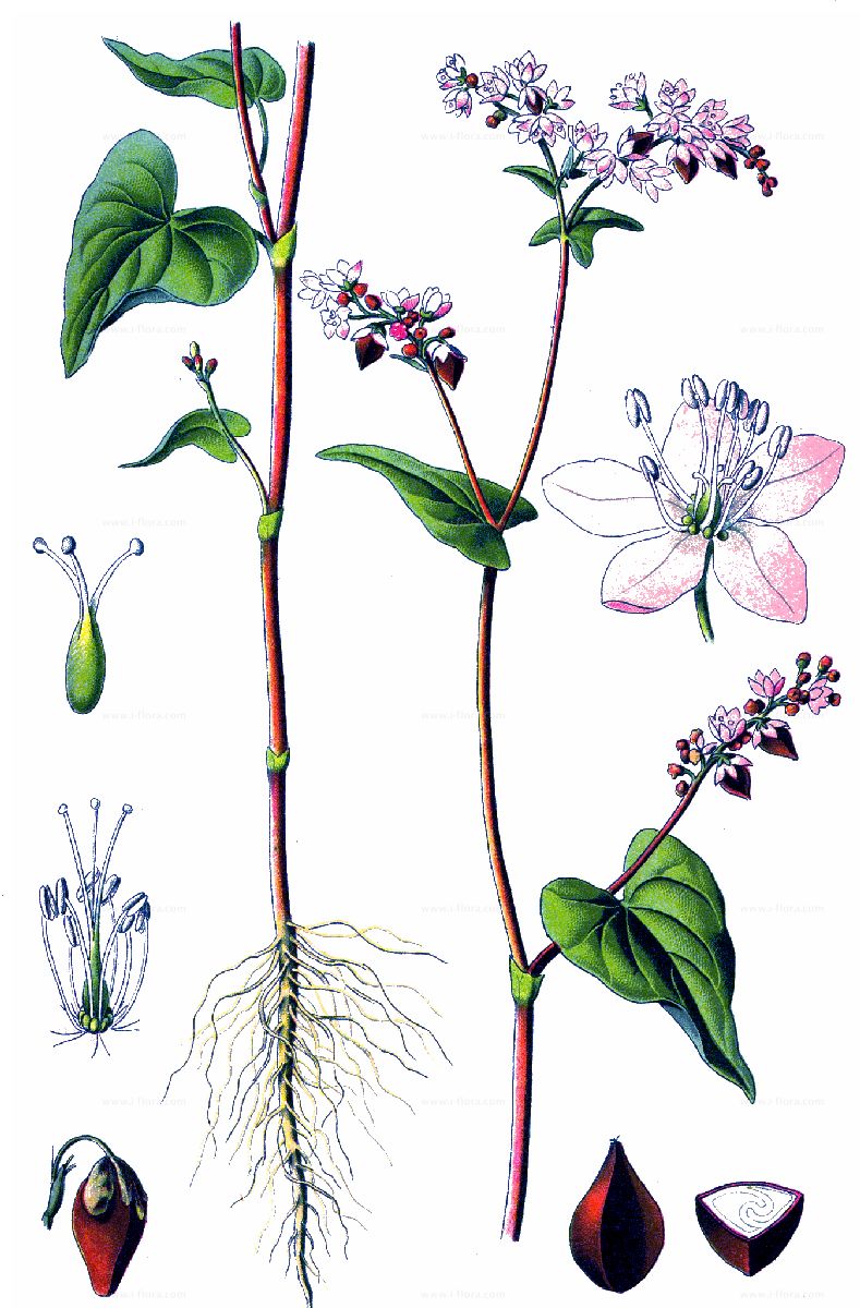 Species Buckwheat Fagopyrum Esculentum Moench Species Buckwheat Fagopyrum Esculentum Moench