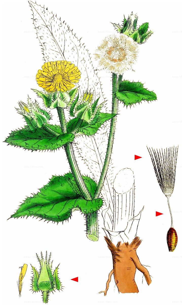Helminthia echioides. Déli növények és helyettesítőik.