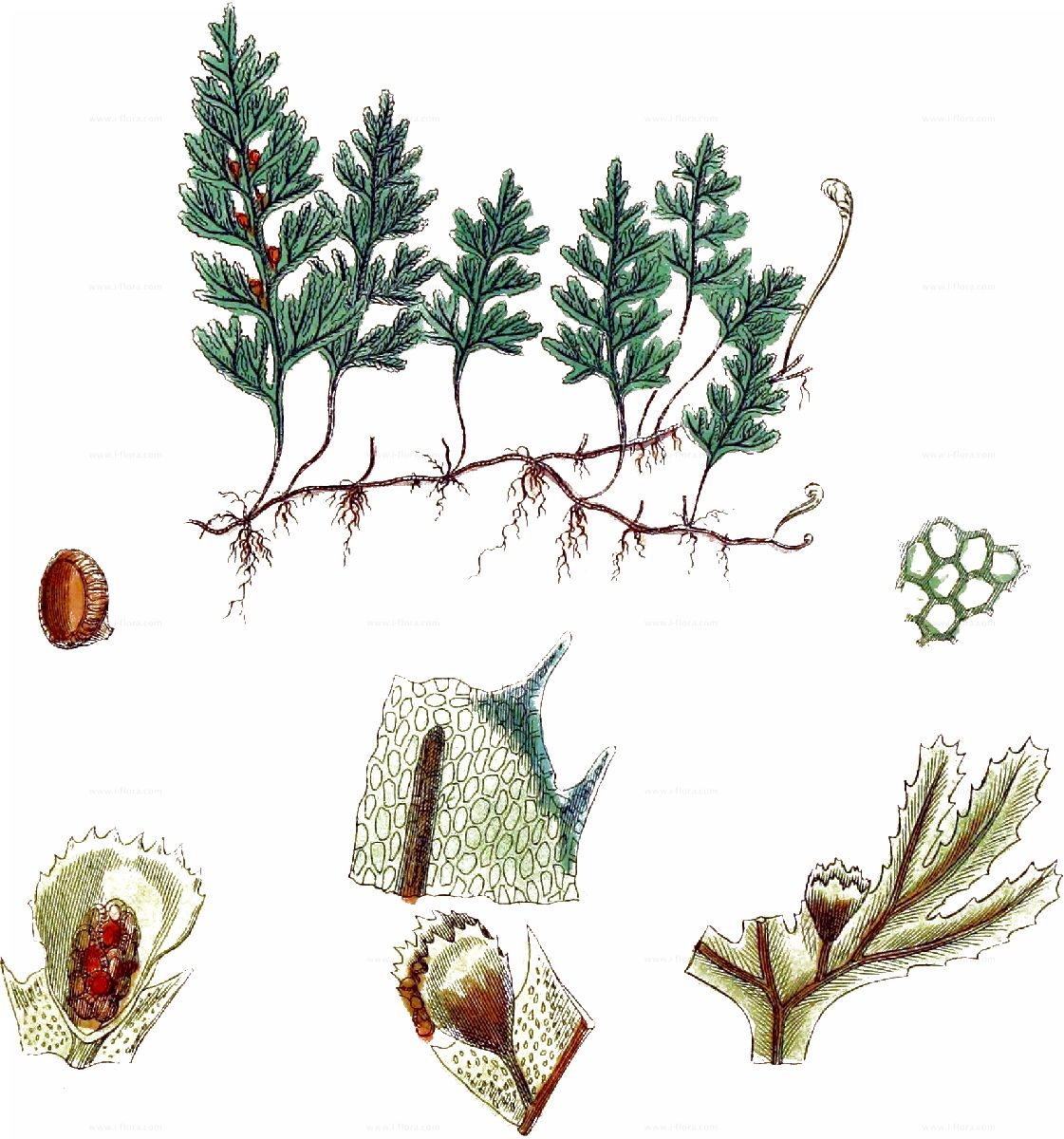 Species - Tunbridge Filmy-Fern (Hymenophyllum tunbrigense (L.) Sm.)