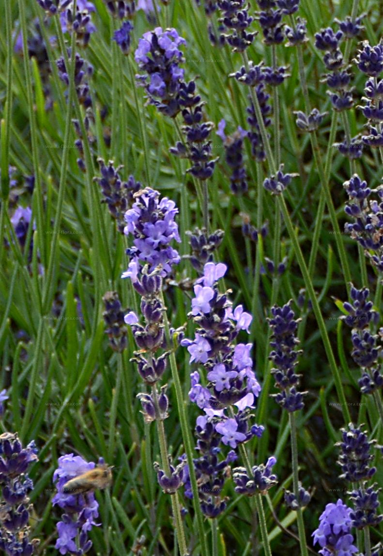 Stammbaum - Echter Lavendel (Lavandula angustifolia Mill.)
