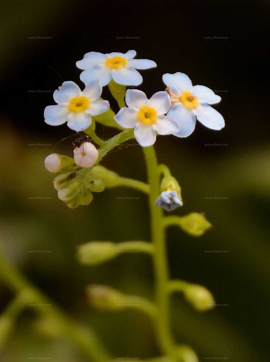 Search For Species Sumpf Vergissmeinnicht Myosotis Scorpioides L