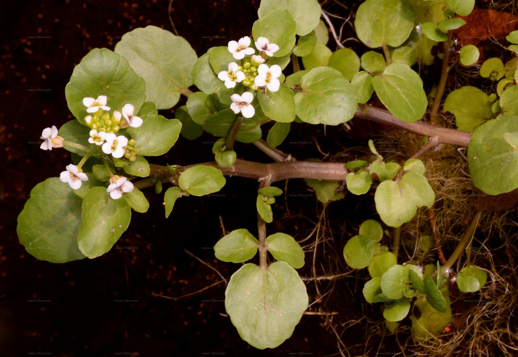 Suche nach Arten - Gewöhnliche Brunnenkresse (Nasturtium officinale W ...