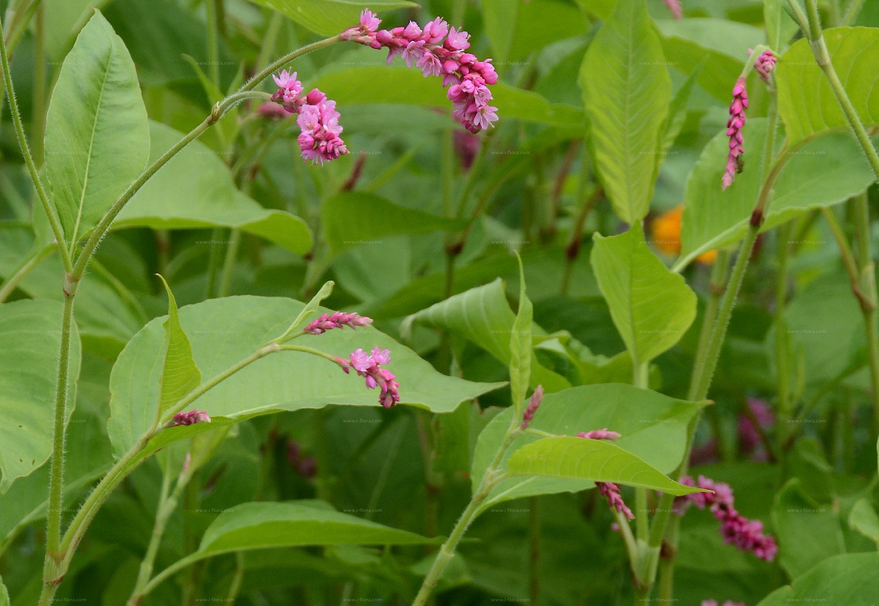 Stammbaum - Orient-Knöterich (Persicaria orientalis (L.) Spach)