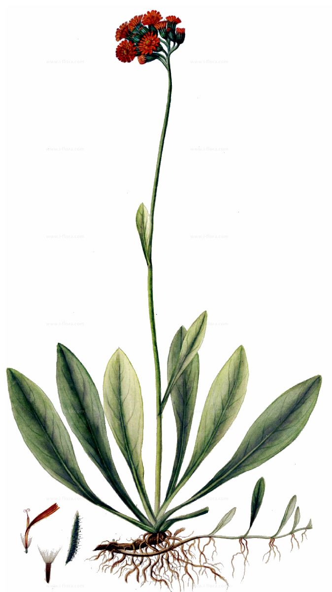 Phylogenetic tree Orangerotes Habichtskraut Pilosella