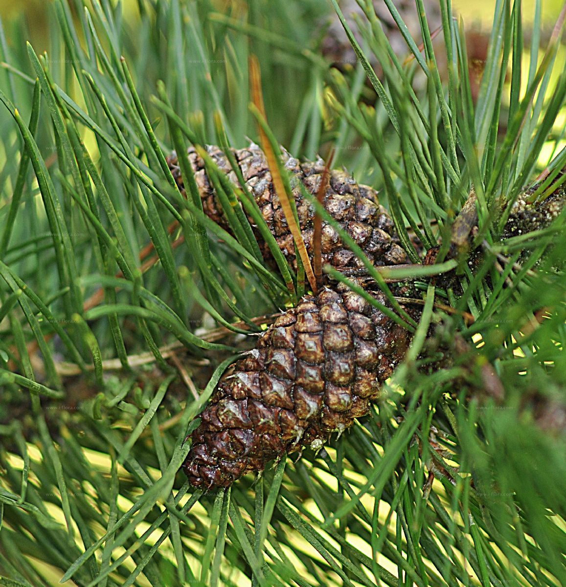 Species Lodgepole Pine Pinus Contorta Loudon 