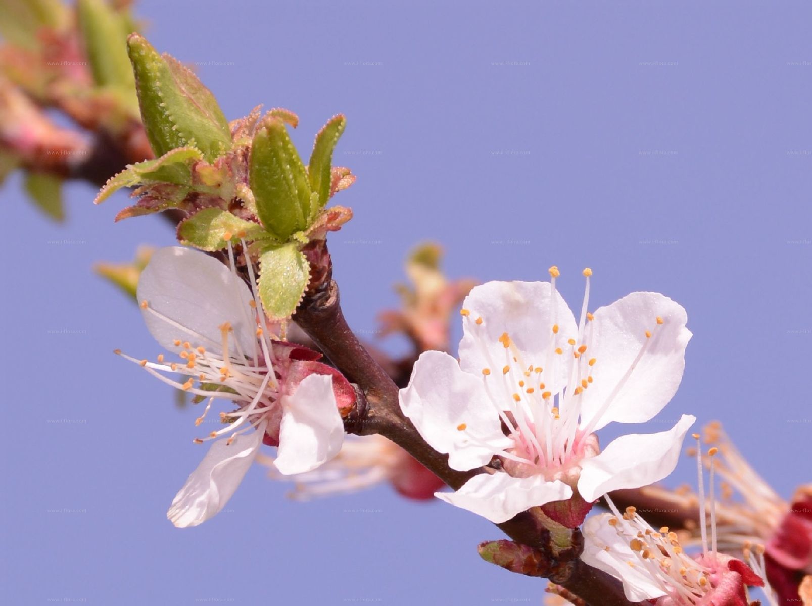 Prunus armeniaca - Wikipedia