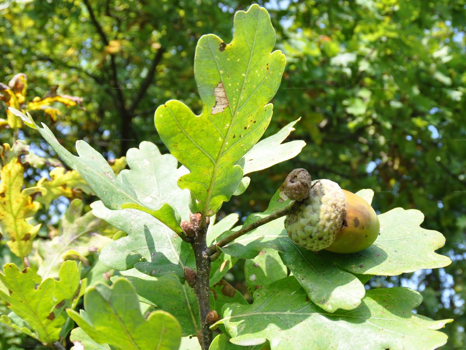 Suche nach Arten - Stiel-Eiche (Quercus robur L.)